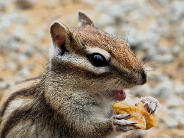 бурундук обыкновенный