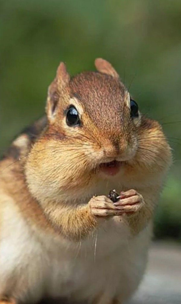 милые бурундуки