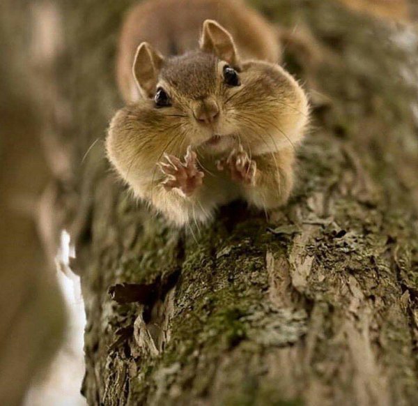 милые бурундуки