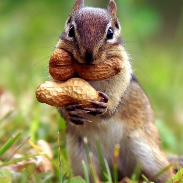 белка с орехами