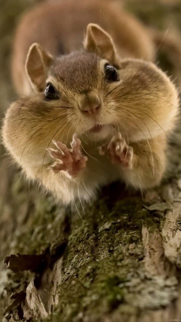 милые бурундуки