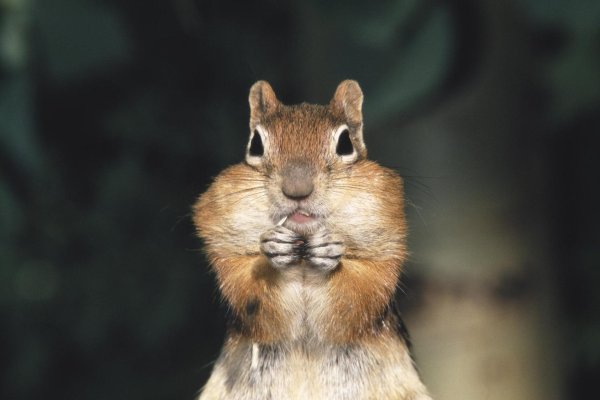 бешеный бурундук