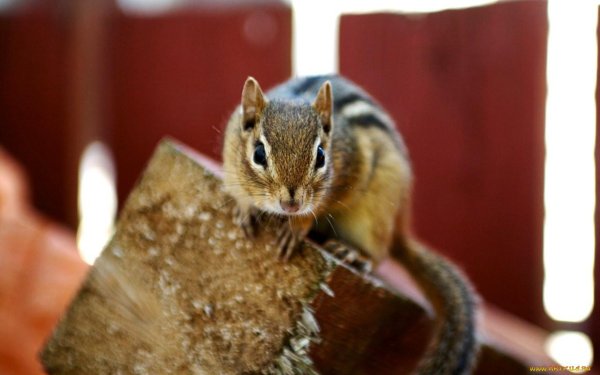 домашние бурундуки