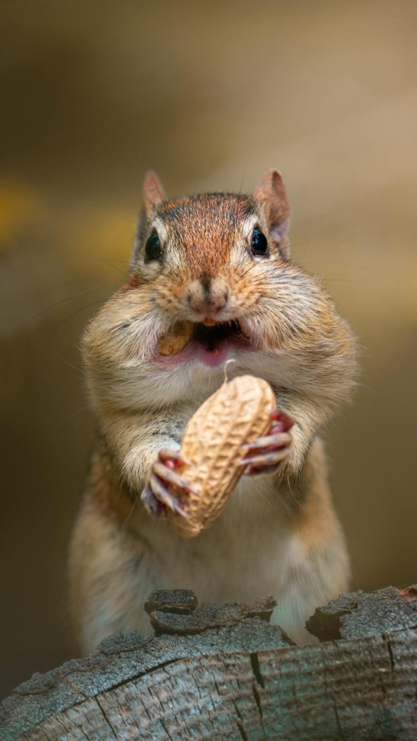 приятного аппетита прикольные