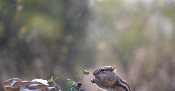 бурундук якутия