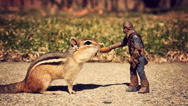 животные забавные