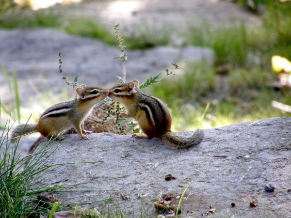 семейство бурундуков