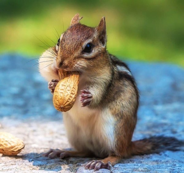 джунгарский бурундук