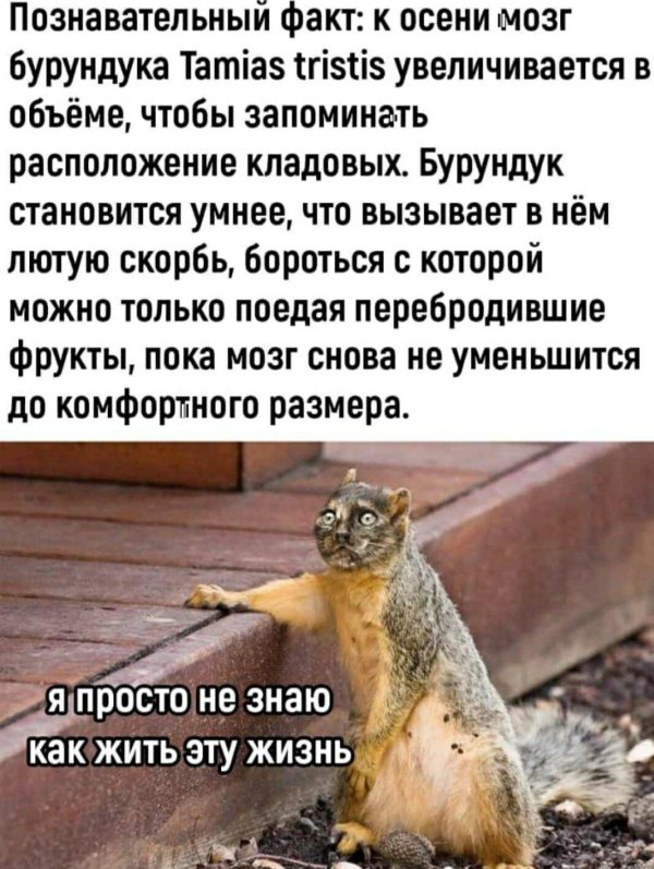 стань умнее