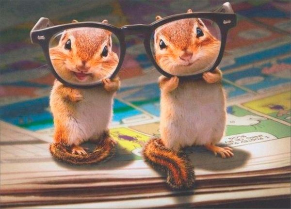 животные забавные