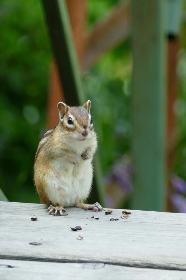 сибирский бурундучок