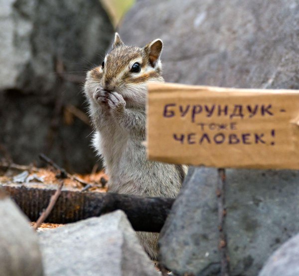 бурундуки млекопитающие