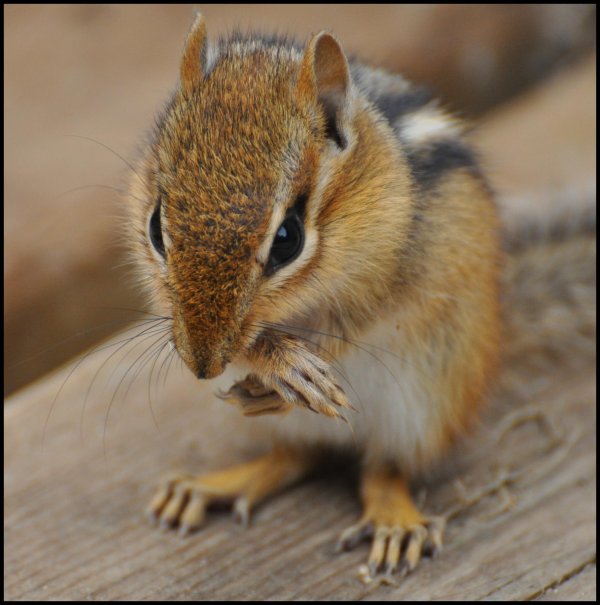 бурундуки млекопитающие