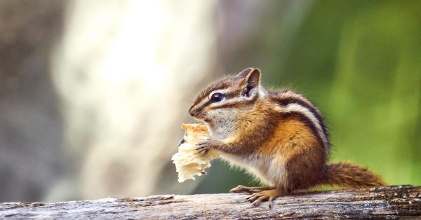 нора бурундука