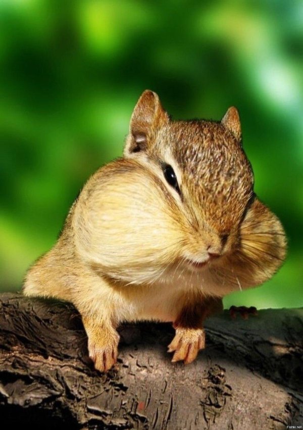 милые бурундуки