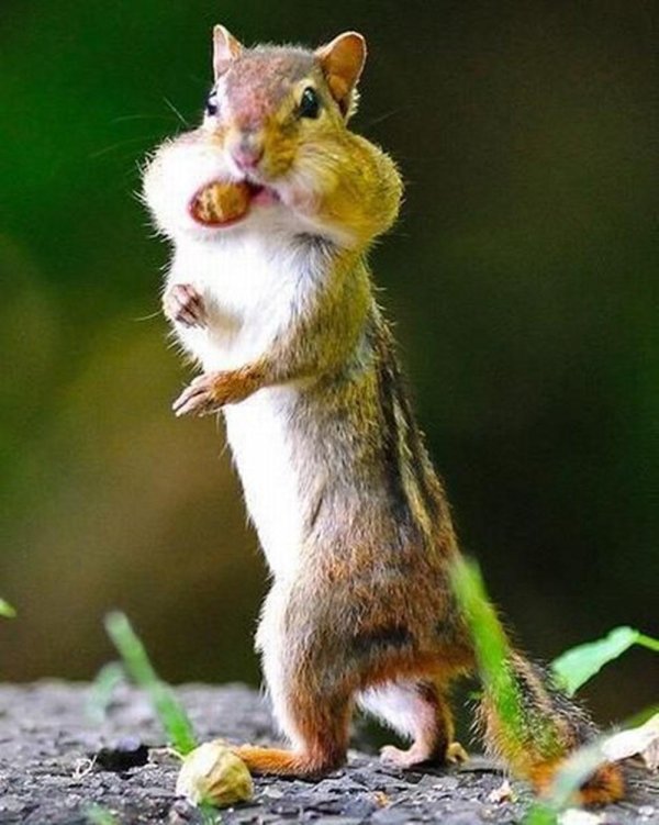 толстый бурундук