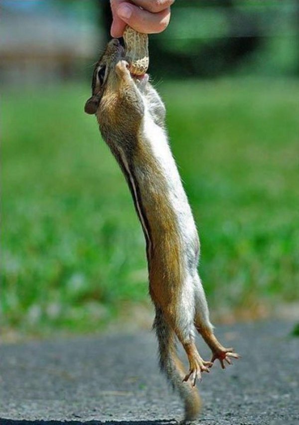 что такое бурундук