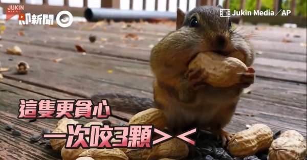 хомяк ест орехи