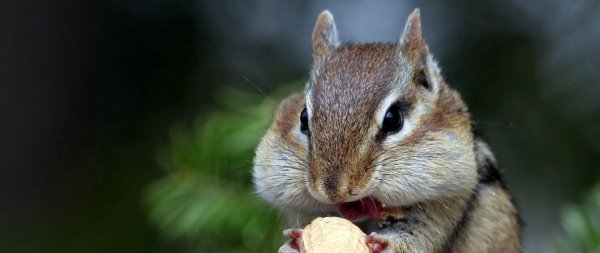 белка с орехами за щеками