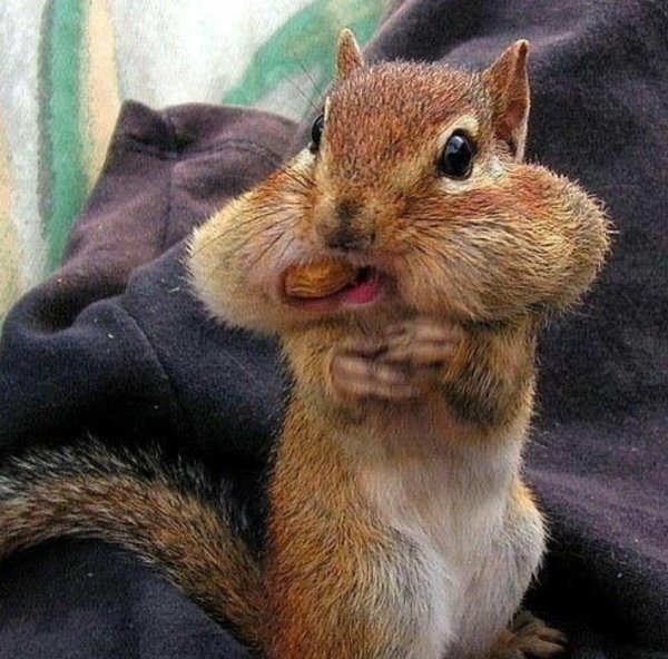 веселая белка