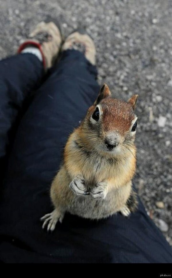 забавные животные