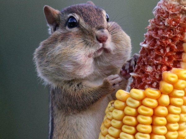 cмешные животные