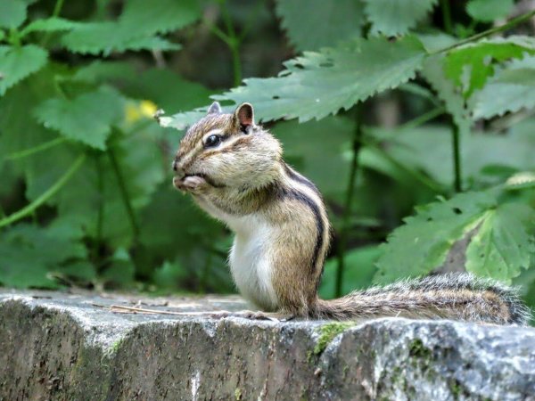 рыжехвостый бурундук
