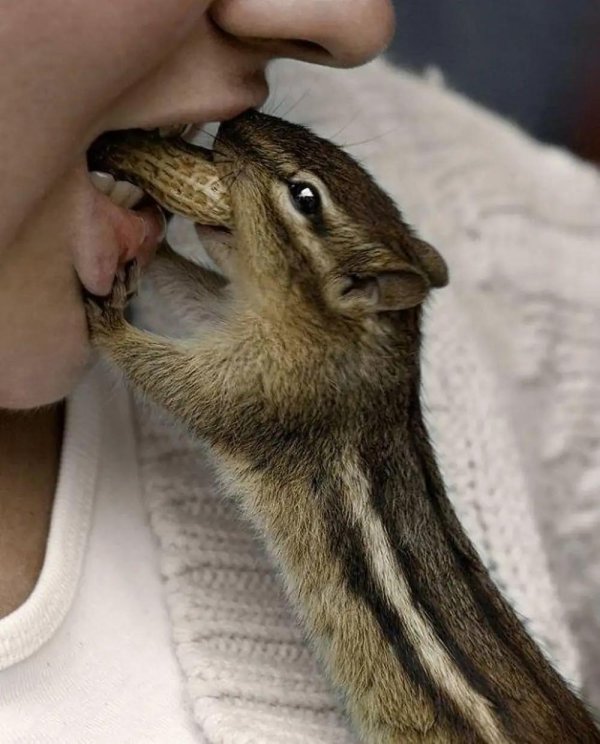 бурундук домашний