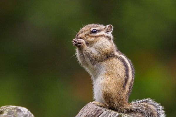 белый бурундук