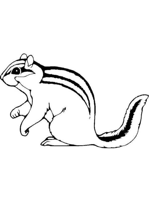 раскраска бурундук