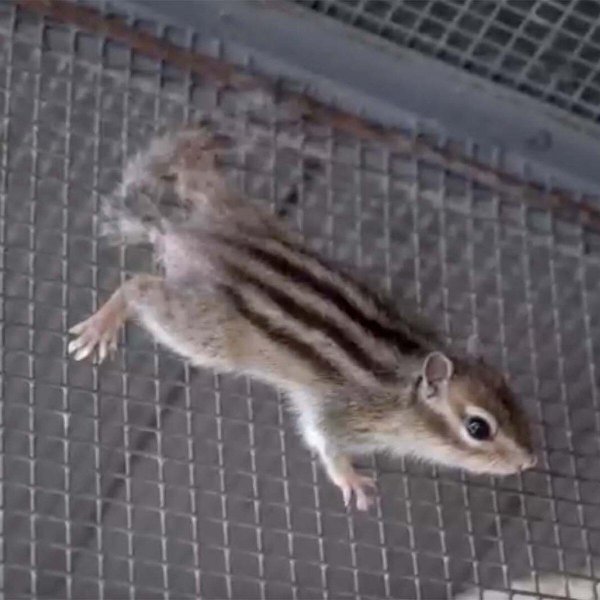 бурундук в зоопарке