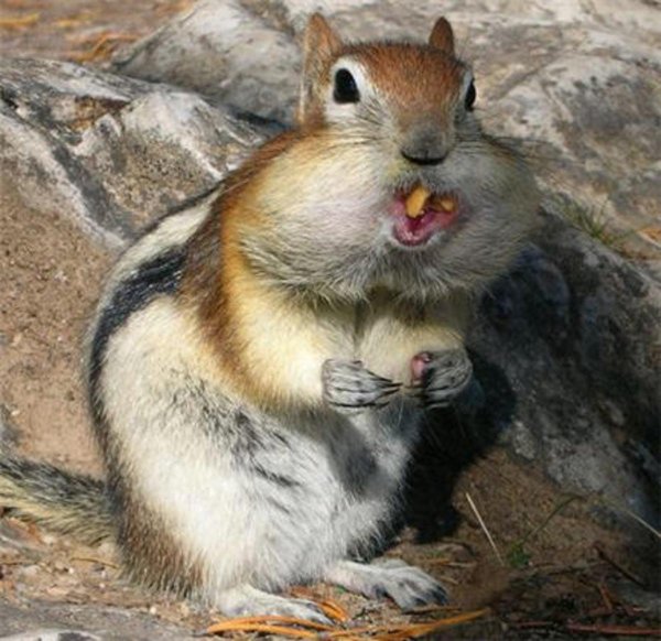 белка с орехами за щеками