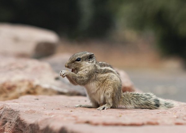 капская белка