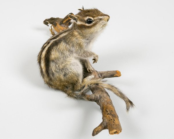 бурундук домашний