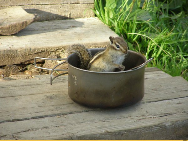 бурундук обыкновенный