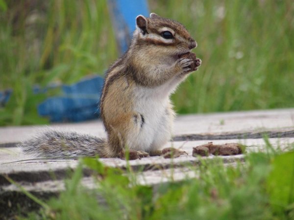 бурундук animal