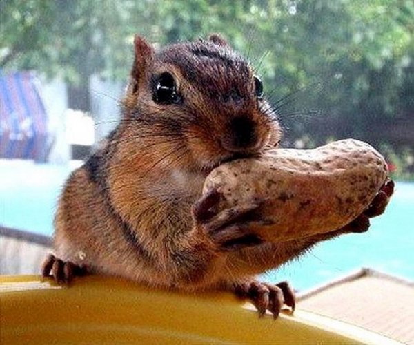 белка с орехами во рту