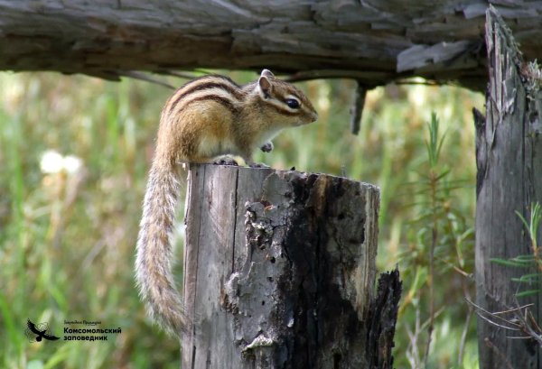 бурундук в тайге