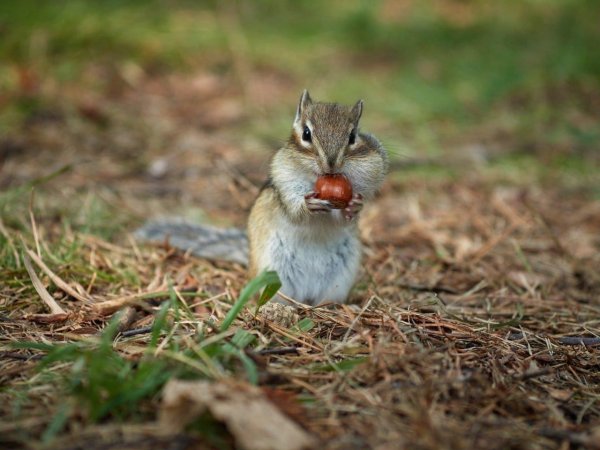 белка с орехами за щеками