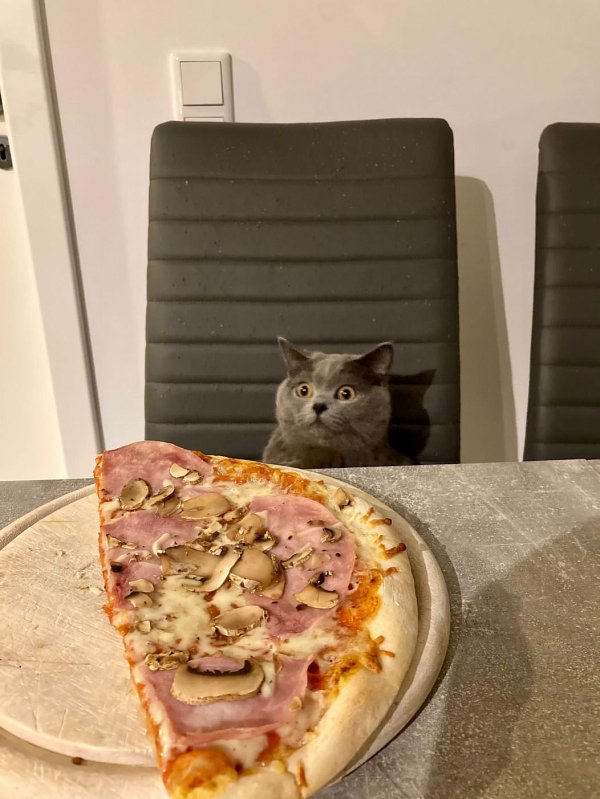 кот ест пиццу