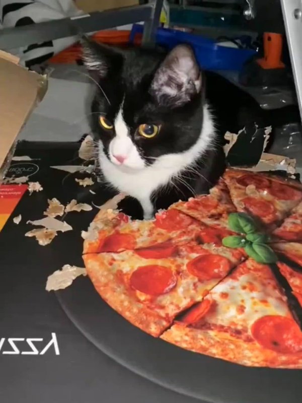 кот на куске пиццы