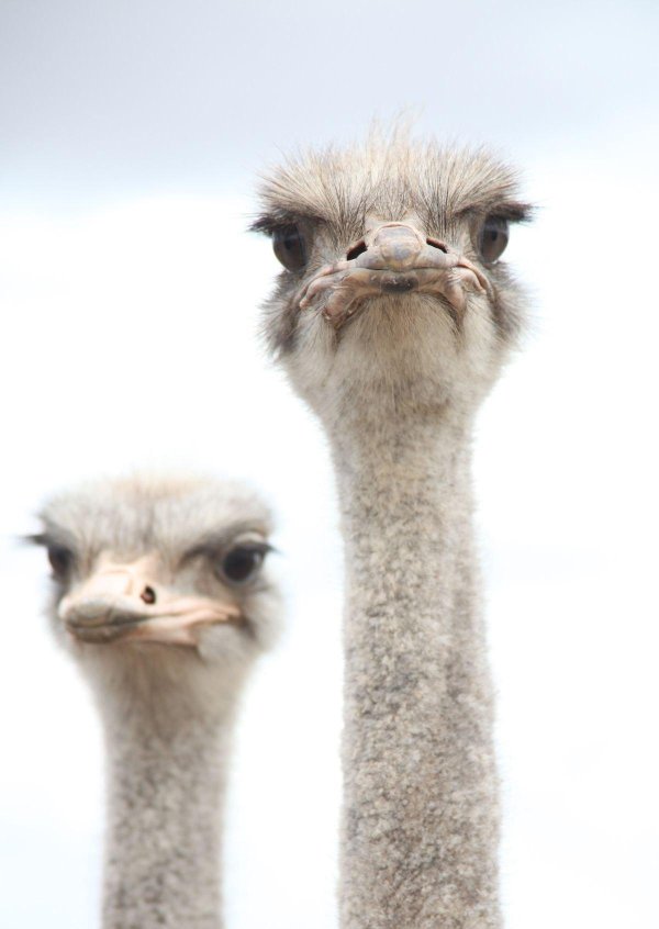 страус кушает