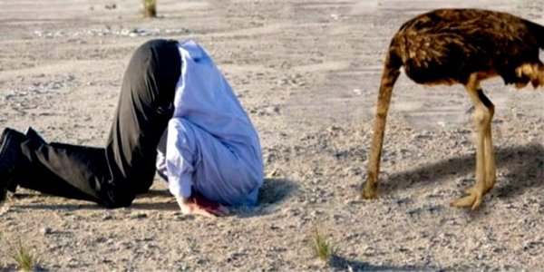 страус прячет голову
