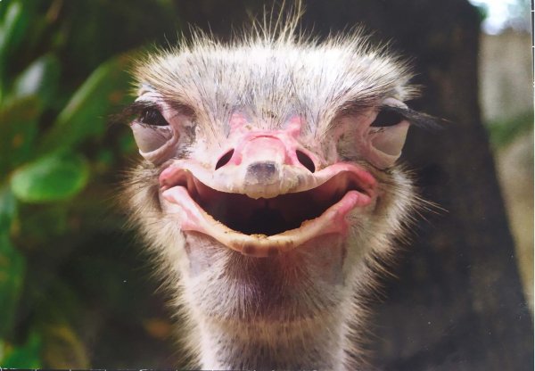 морда страуса