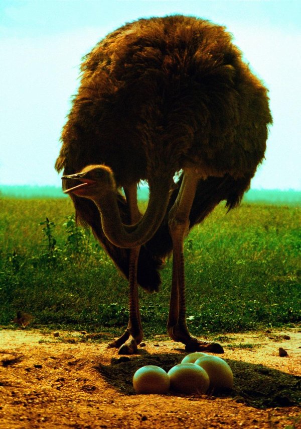 страусиное яйцо и страус