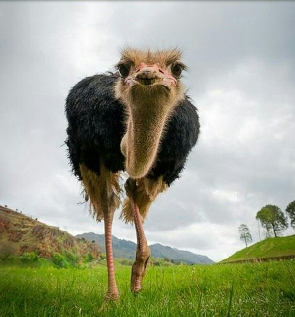 страусы эму