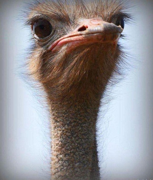 страусы эму