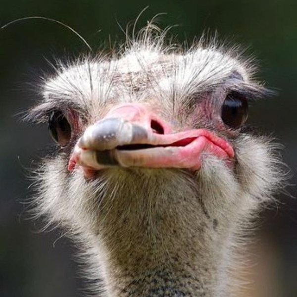 морда страуса