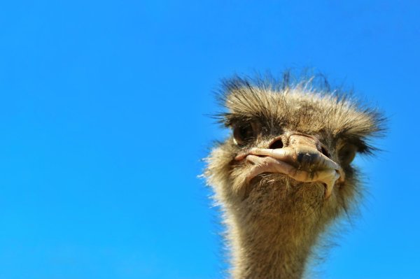 голова страуса