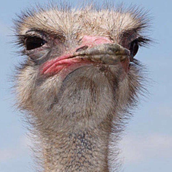 морда страуса
